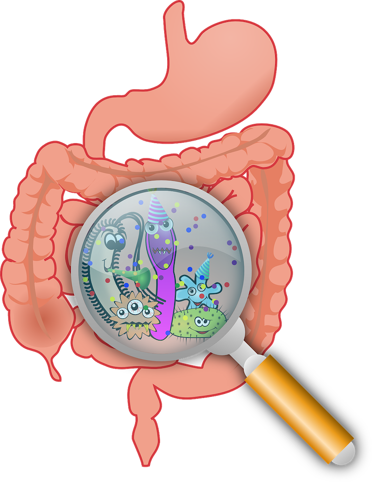 Bactérias no intestino - OpenClipart-Vectors - Pixabay