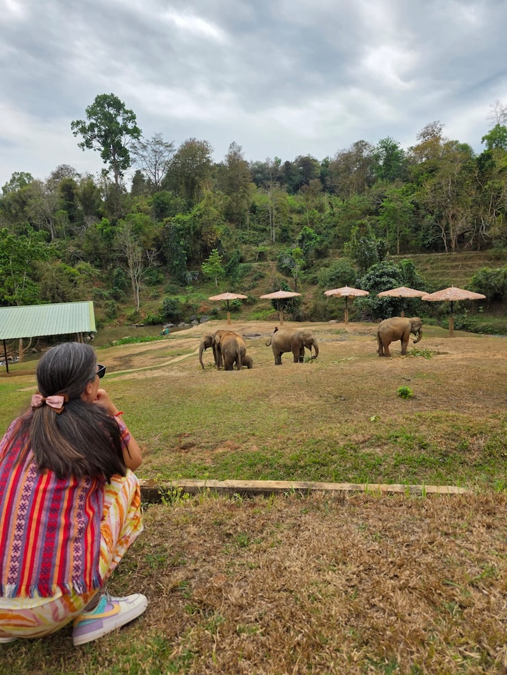 Santuário de Elefantes - Chang Mai - Tailandia © Viaje Comigo